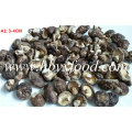 2016 Colheita 3-4cm Seco Shiitake Mushroom